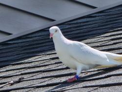 Found/Stray Unknown Bird last seen Near Benton Rd and 222 in Batavia, OH, Clermont County, OH 45103
