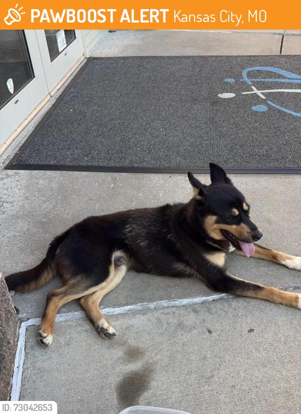 Found/Stray Male Dog last seen Meyer Blvd & Rockhill, Kansas City, MO 64131