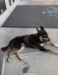 Found/Stray Male Dog last seen Meyer Blvd & Rockhill, Kansas City, MO 64131