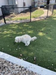 Lost Female Dog last seen Mansfield Texas Shelter , Mansfield, TX 76063