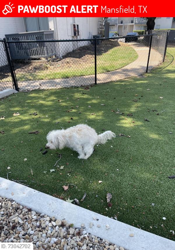 Lost Female Dog last seen Mansfield Texas Shelter , Mansfield, TX 76063