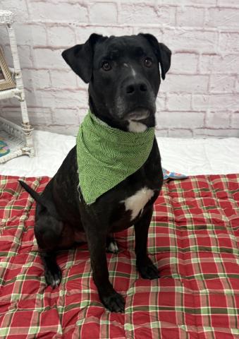Shelter Stray Male Dog last seen Near BLOCK GRATIOT AVE, DETROIT, MI 48205, 7401 Chrysler Dr, Detroit, MI 48211, USA