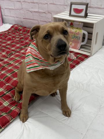 Shelter Stray Female Dog last seen Near BLOCK GREENFIELD RD, DETROIT, MI 48235, 7401 Chrysler Dr, Detroit, MI 48211, USA