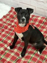 Shelter Stray Male Dog last seen Near BLOCK GATESHEAD ST, DETROIT, MI  48236, 7401 Chrysler Dr, Detroit, MI 48211, USA