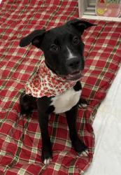 Shelter Stray Male Dog last seen Near BLOCK GATESHEAD ST, DETROIT MI 48236, 7401 Chrysler Dr, Detroit, MI 48211, USA