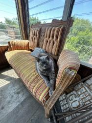 Lost Female Cat last seen Fairview and Roger, near Friendly’s, St. Louis, MO 63116