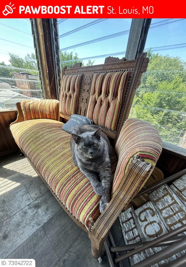Lost Female Cat last seen Fairview and Roger, near Friendly’s, St. Louis, MO 63116