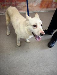 Shelter Stray Male Dog last seen Near BLOCK REDLANDS, 333 Chandler Pl, San Bernardino, CA 92408, USA