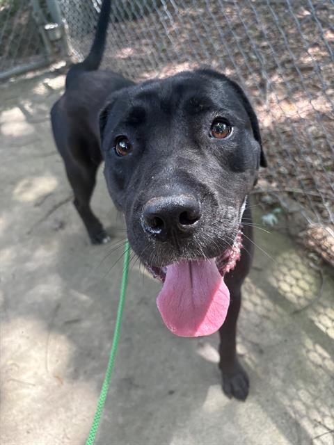 Shelter Stray Female Dog last seen CHARLOTTE, 8315 Byrum Dr, Charlotte, NC 28217, USA