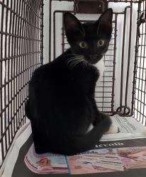 Shelter Stray Female Cat last seen Near BLOCK NW 4 CT, LAUDERHILL FL 33311, 2400 SW 42nd St, Fort Lauderdale, FL 33312, USA
