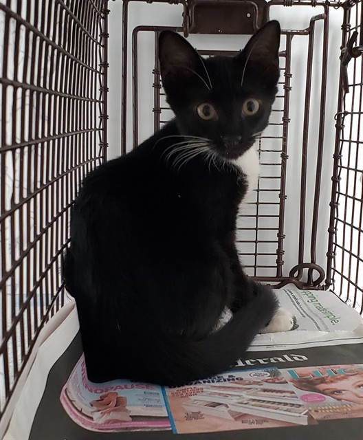 Shelter Stray Female Cat last seen Near BLOCK NW 4 CT, LAUDERHILL FL 33311, 2400 SW 42nd St, Fort Lauderdale, FL 33312, USA