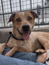 Shelter Stray Male Dog last seen , 11361 W Pico Blvd, Los Angeles, CA 90064, USA