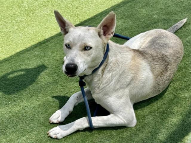 Shelter Stray Male Dog last seen , 11361 W Pico Blvd, Los Angeles, CA 90064, USA