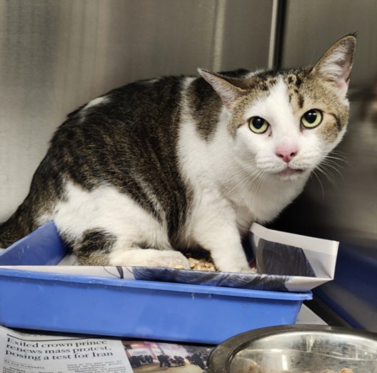 Shelter Stray Female Cat last seen , 11361 W Pico Blvd, Los Angeles, CA 90064, USA