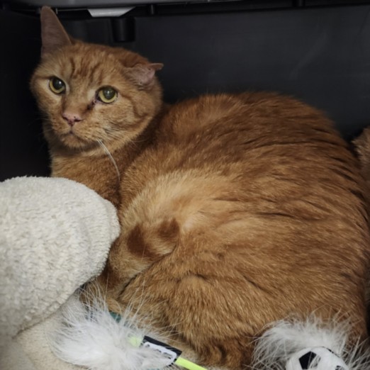 Shelter Stray Male Cat last seen , 11361 W Pico Blvd, Los Angeles, CA 90064, USA