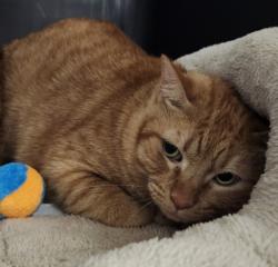Shelter Stray Male Cat last seen , 11361 W Pico Blvd, Los Angeles, CA 90064, USA