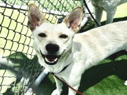 Shelter Stray Female Dog last seen , 11361 W Pico Blvd, Los Angeles, CA 90064, USA