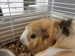 Shelter Stray Male Other last seen , 11361 W Pico Blvd, Los Angeles, CA 90064, USA