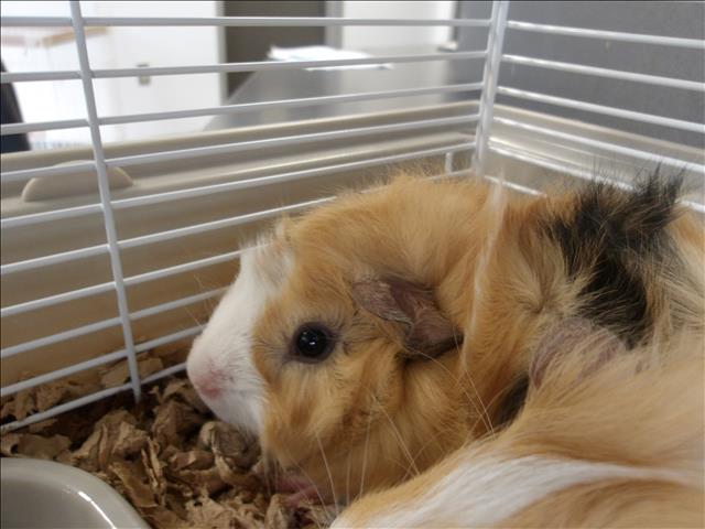 Shelter Stray Male Other last seen , 11361 W Pico Blvd, Los Angeles, CA 90064, USA