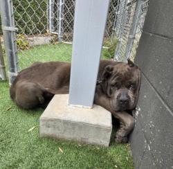 Shelter Stray Male Dog last seen , 1850 W 60th St, Los Angeles, CA 90047, USA