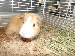 Shelter Stray Male Other last seen , 11361 W Pico Blvd, Los Angeles, CA 90064, USA