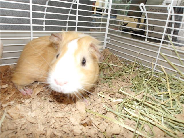 Shelter Stray Male Other last seen , 11361 W Pico Blvd, Los Angeles, CA 90064, USA