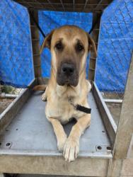 Shelter Stray Male Dog last seen , 1850 W 60th St, Los Angeles, CA 90047, USA