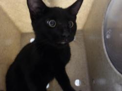 Shelter Stray Male Cat last seen , 11361 W Pico Blvd, Los Angeles, CA 90064, USA