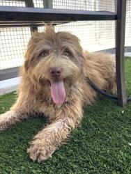 Shelter Stray Male Dog last seen , 1850 W 60th St, Los Angeles, CA 90047, USA