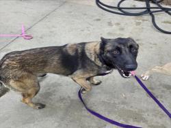 Shelter Stray Female Dog last seen , 1850 W 60th St, Los Angeles, CA 90047, USA
