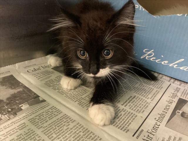 Shelter Stray Male Cat last seen , 1850 W 60th St, Los Angeles, CA 90047, USA