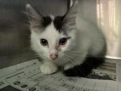 Shelter Stray Male Cat last seen , 1850 W 60th St, Los Angeles, CA 90047, USA