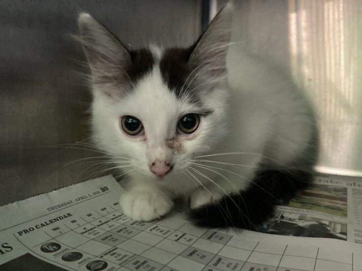 Shelter Stray Male Cat last seen , 1850 W 60th St, Los Angeles, CA 90047, USA
