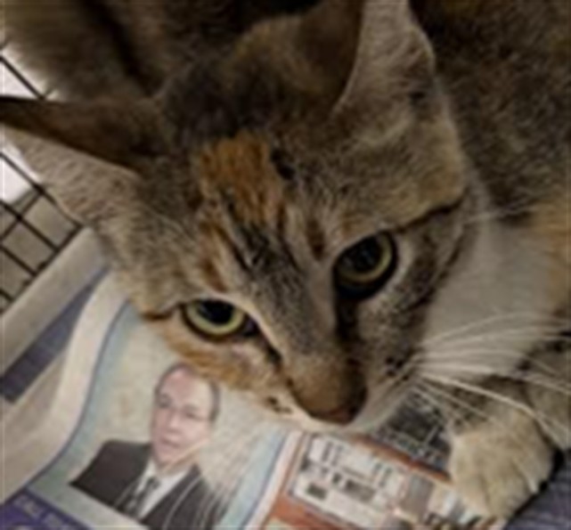 Shelter Stray Female Cat last seen , 1850 W 60th St, Los Angeles, CA 90047, USA