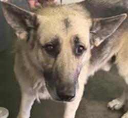 Shelter Stray Male Dog last seen , 1850 W 60th St, Los Angeles, CA 90047, USA