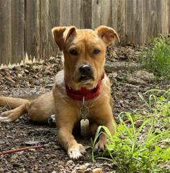 Shelter Stray Female Dog last seen Near BLOCK PORTSIDE, 4710 TX-151, San Antonio, TX 78227, USA