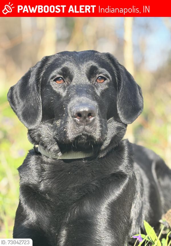 Lost Female Dog last seen 25th In andrew J Brown, Indianapolis, IN 46218