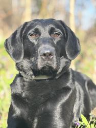 Lost Female Dog last seen 25th In andrew J Brown, Indianapolis, IN 46218