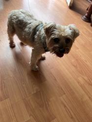 Reunited Male Dog last seen Downtown Brooks Ga, Brooks, GA 30205