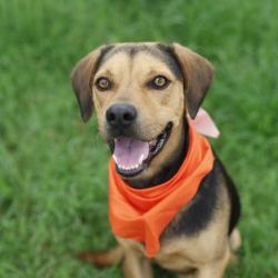 Shelter Stray Male Dog last seen BRIGGS AVE, 4710 TX-151, San Antonio, TX 78227, USA
