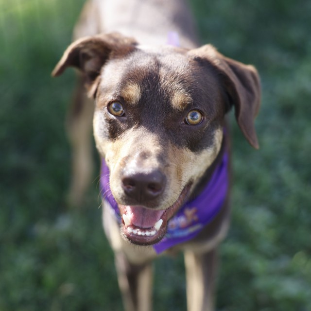 Shelter Stray Male Dog last seen I35 AND OCONNOR RD, 4710 TX-151, San Antonio, TX 78227, USA