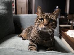Reunited Male Cat last seen Near Harborview Rd, Blaine, WA 98230, USA, Blaine, WA 98230