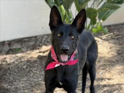 Shelter Stray Female Dog last seen , 957 N Gaffey St, San Pedro, CA 90731, USA