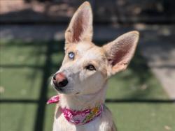Shelter Stray Female Dog last seen , 957 N Gaffey St, San Pedro, CA 90731, USA