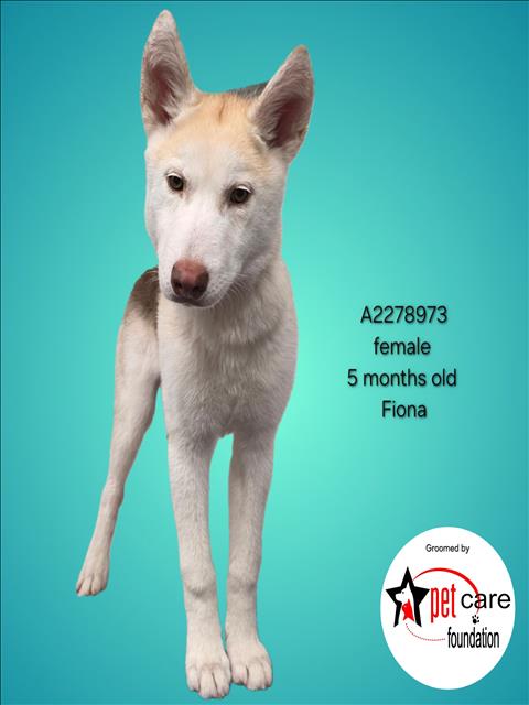 Shelter Stray Female Dog last seen , 3201 Lacy St, Los Angeles, CA 90031, USA