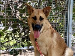 Shelter Stray Male Dog last seen , 957 N Gaffey St, San Pedro, CA 90731, USA