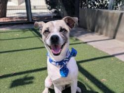 Shelter Stray Male Dog last seen , 957 N Gaffey St, San Pedro, CA 90731, USA