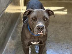 Shelter Stray Male Dog last seen , 957 N Gaffey St, San Pedro, CA 90731, USA