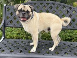 Shelter Stray Male Dog last seen , 957 N Gaffey St, San Pedro, CA 90731, USA