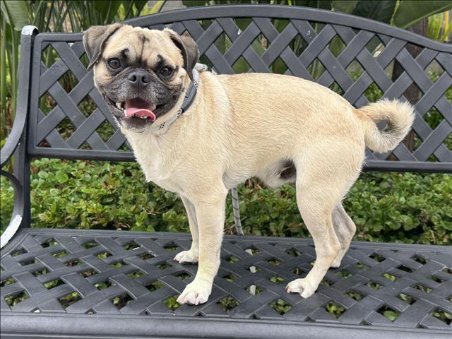 Shelter Stray Male Dog last seen , 957 N Gaffey St, San Pedro, CA 90731, USA